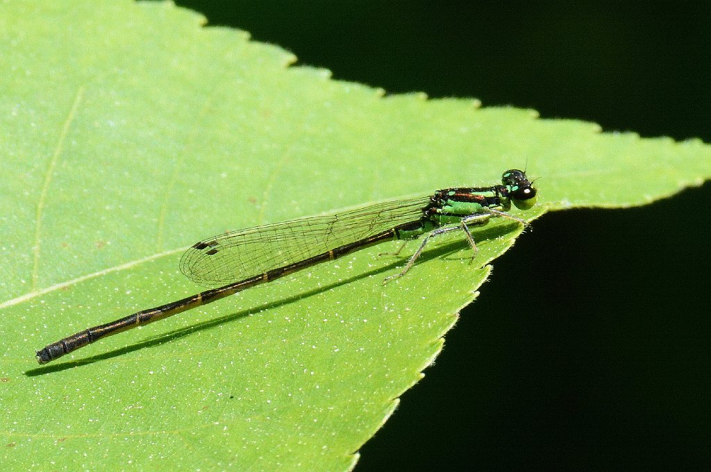 058 2013-06052379 Harvard, MA.JPG - Fragile Forktail Damselfly (Ishnura posita). Oxbow National Wildlife Refuge, MA, 6-5-2013